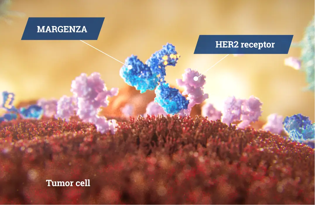 Microscopic shot of MARGENZA targeting HER2-positive receptors on a tumor cell