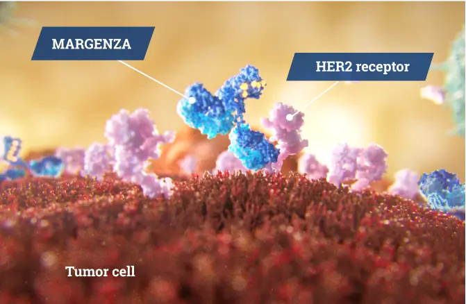 Microscopic shot of MARGENZA targeting HER2-positive receptors on a tumor cell